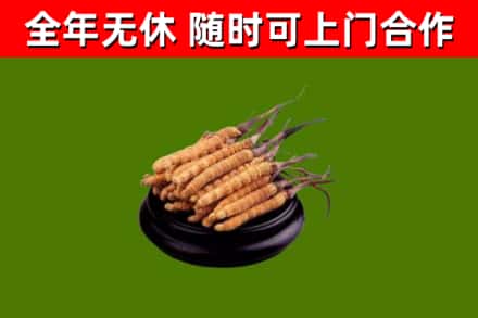 中卫回收冬虫夏草